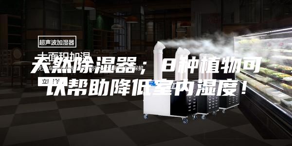 天然除濕器；8種植物可以幫助降低室內(nèi)濕度！