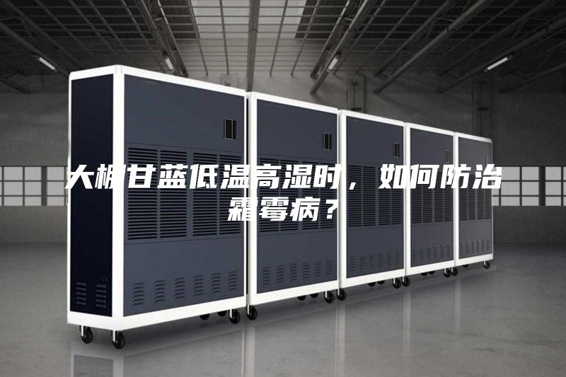 大棚甘藍低溫高濕時，如何防治霜霉??？