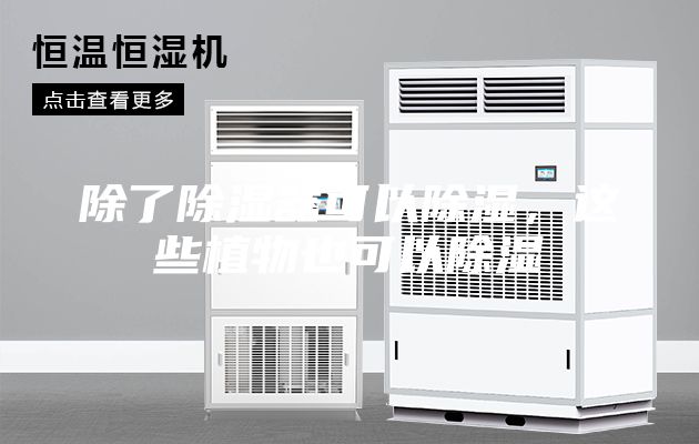 除了除濕器可以除濕，這些植物也可以除濕